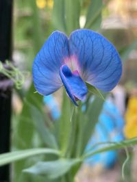 Blue sweetpea